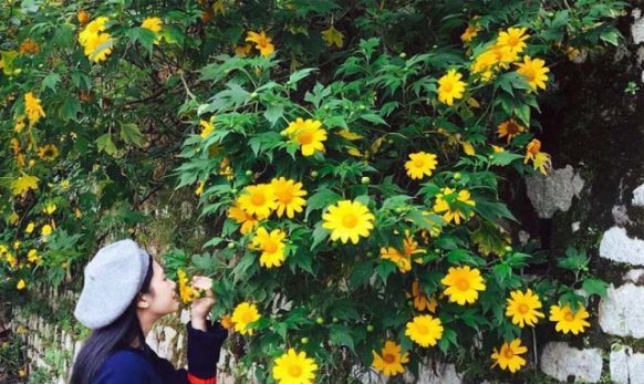 Hoa dã quỳ vàng rực khắp Đà Lạt vào tháng 11. Ảnh: Internet